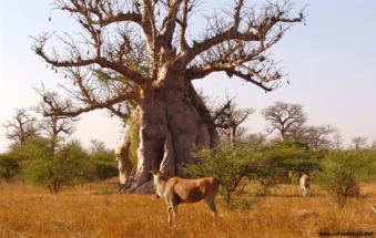 baobab-bio-sauvage-fruit-bio-poudre-bio-adansonia-digitata-baomix-biologiquement